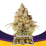TNT INFUSED-GORILLA#4