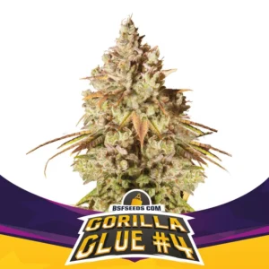TNT INFUSED-GORILLA#4